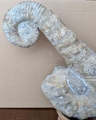 Ammonite eteromorfa Ancyloceras sp. fossile
