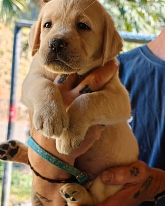 Cuccioli di Labrador Retriever