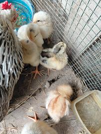 Pulcini di gallina ovaiola/padovana