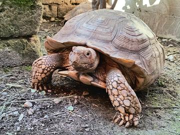 Coppia Centrochelys sulcata