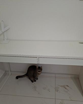 scrivania ikea