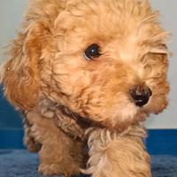 Barboncino mini toy red femmina