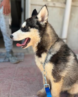 Siberian husky