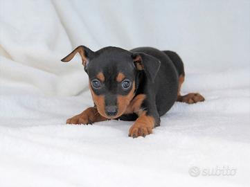 Cucciolo maschio di Pinscher nero focato
