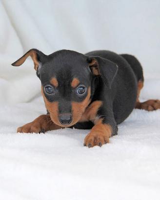 Cucciolo maschio di Pinscher nero focato