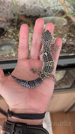 Geco Leopardino Cod 010