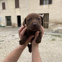 Cucciolati appena nati in attesa di famiglia