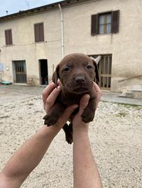 Cucciolati appena nati in attesa di famiglia