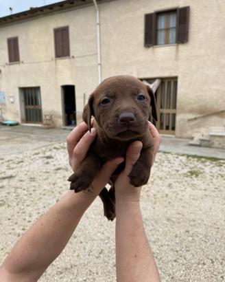 Cucciolati appena nati in attesa di famiglia