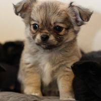 Cucciolo chihuahua maschio pelo lungo Pedigree Enc