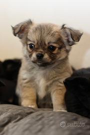 Cucciolo chihuahua maschio pelo lungo Pedigree Enc