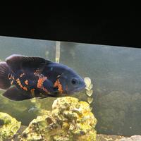 Pesce Oscar, Astronotus Ocellatus Red Tiger