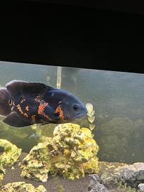 Pesce Oscar, Astronotus Ocellatus Red Tiger
