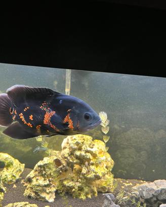 Pesce Oscar, Astronotus Ocellatus Red Tiger