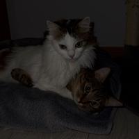 Gatte molto affettuose