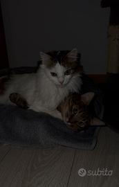 Gatte molto affettuose