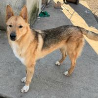 Loris 1 anno mix pastore tedesco