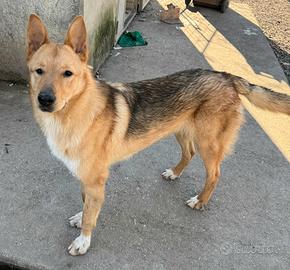 Loris 1 anno mix pastore tedesco