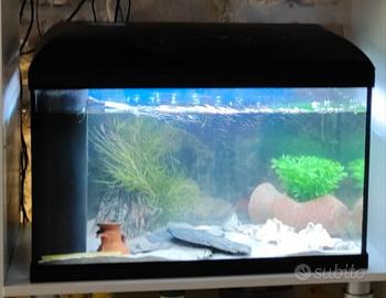 Acquario 70lt con pesci