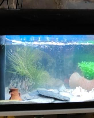 Acquario 70lt con pesci