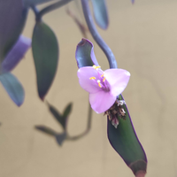 Piante da 5 euro in su con fiori e piante grasse