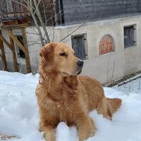 Golden retriever