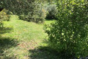 Uliveto con ingresso su strada prov con rimessa sa