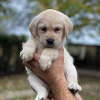 Disponibili cuccioli di 2 mesi Labrador Biondi