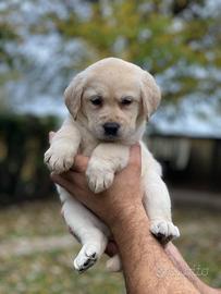 Disponibili cuccioli di 2 mesi Labrador Biondi