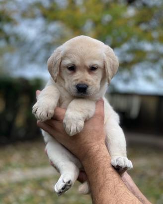 Disponibili cuccioli di 2 mesi Labrador Biondi