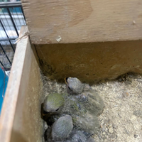 Inseparabili da allevare a mano