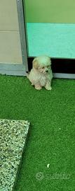 Cuccioli maltipoo