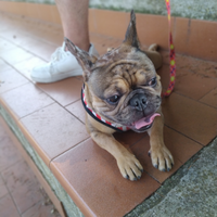 Bulldog francese