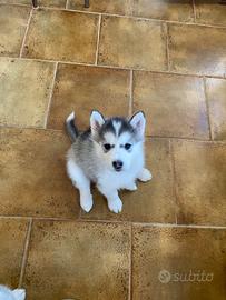 Cucciola di husky