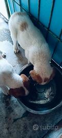 Cuccioli meticci taglia medio grande