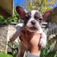 Bulldog francese