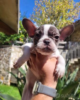Bulldog francese
