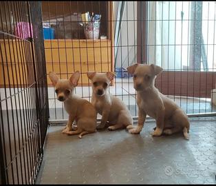 Cucciolo chihuahua