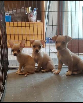 Cucciolo chihuahua