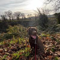 Labrador chocolate per monta