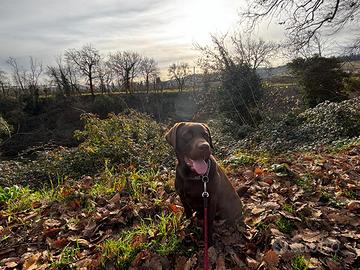 Labrador chocolate per monta