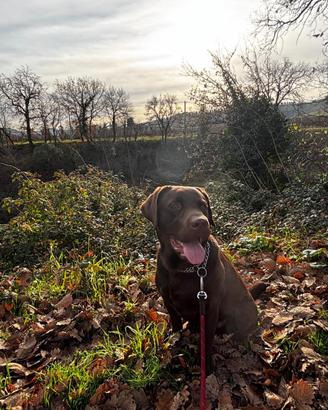 Labrador chocolate per monta