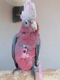 Cacatua rosacapilla