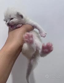 Cuccioli Ragdoll