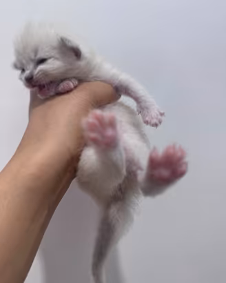 Cuccioli Ragdoll