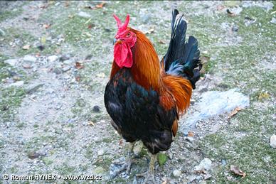 Galli cornuta di Caltanissetta