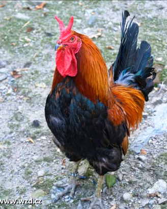 Galli cornuta di Caltanissetta