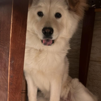 Cane incrocio di Chow chow