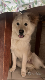 Cane incrocio di Chow chow