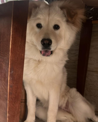 Cane incrocio di Chow chow